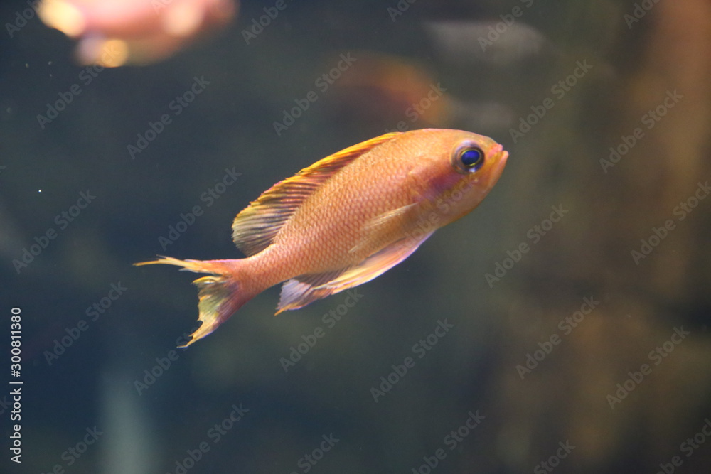 Obraz premium Underwater