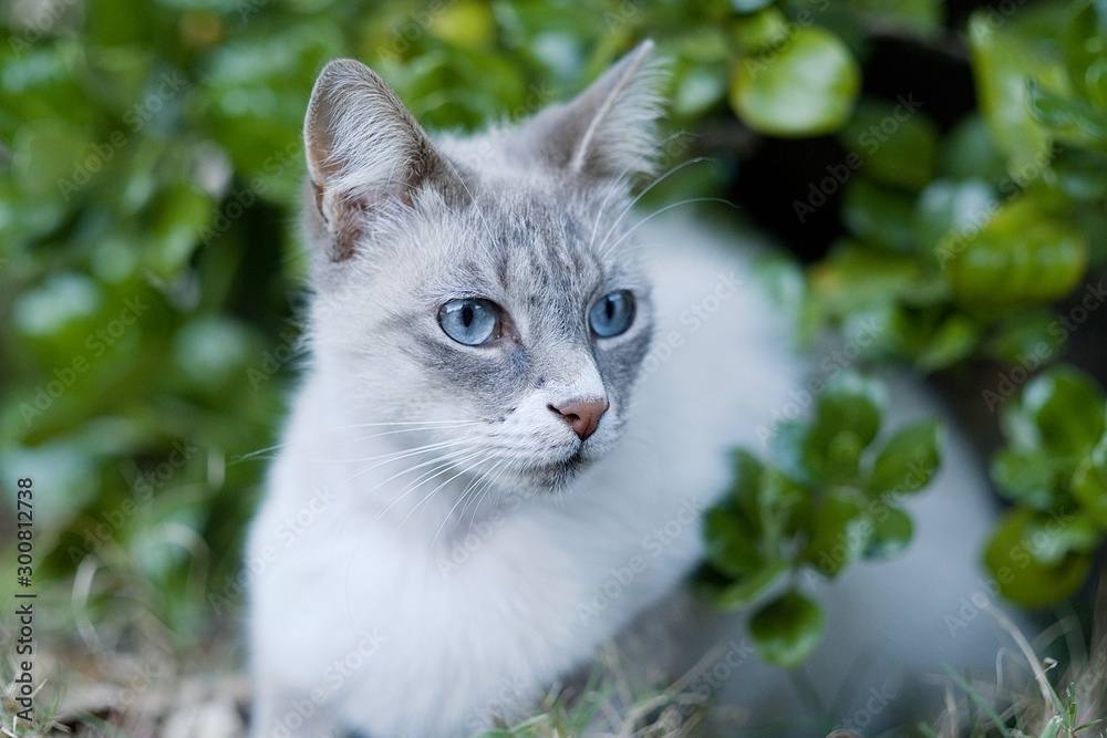 Beautiful persian or Siamese cat with blue eyes watching and looking Beautiful persian or Siamese cat with blue eyes watching and looking