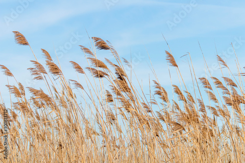 Common reed, Dry reeds, blue sky, (Phragmites australis) photo