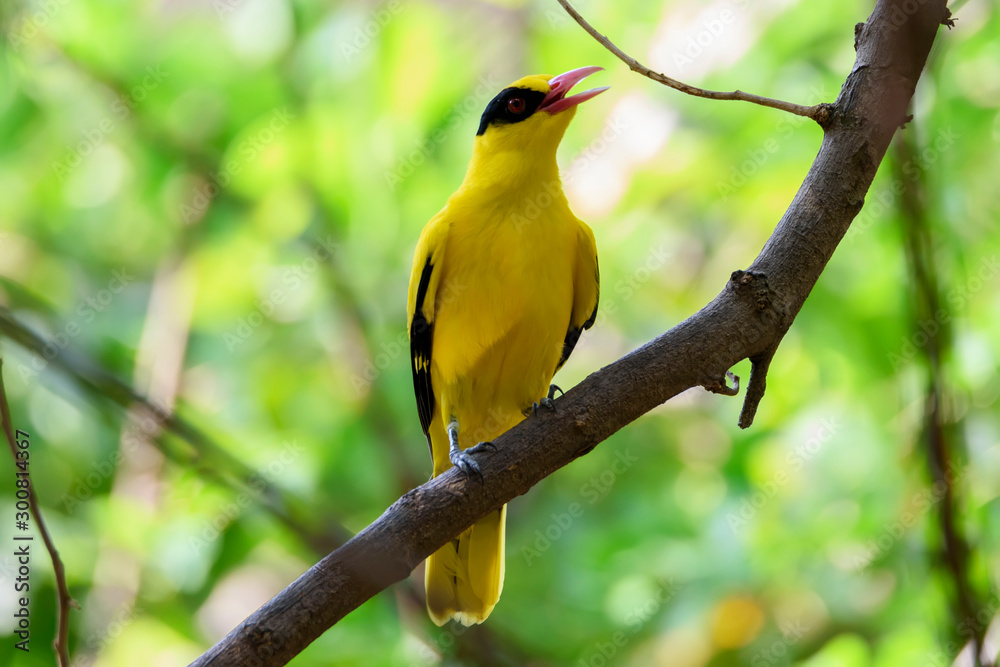 Old World oriole perching on tree branch , Thailand Old World oriole perching on tree branch , Thailand