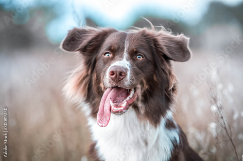 Rassehund Collie © murphy2008