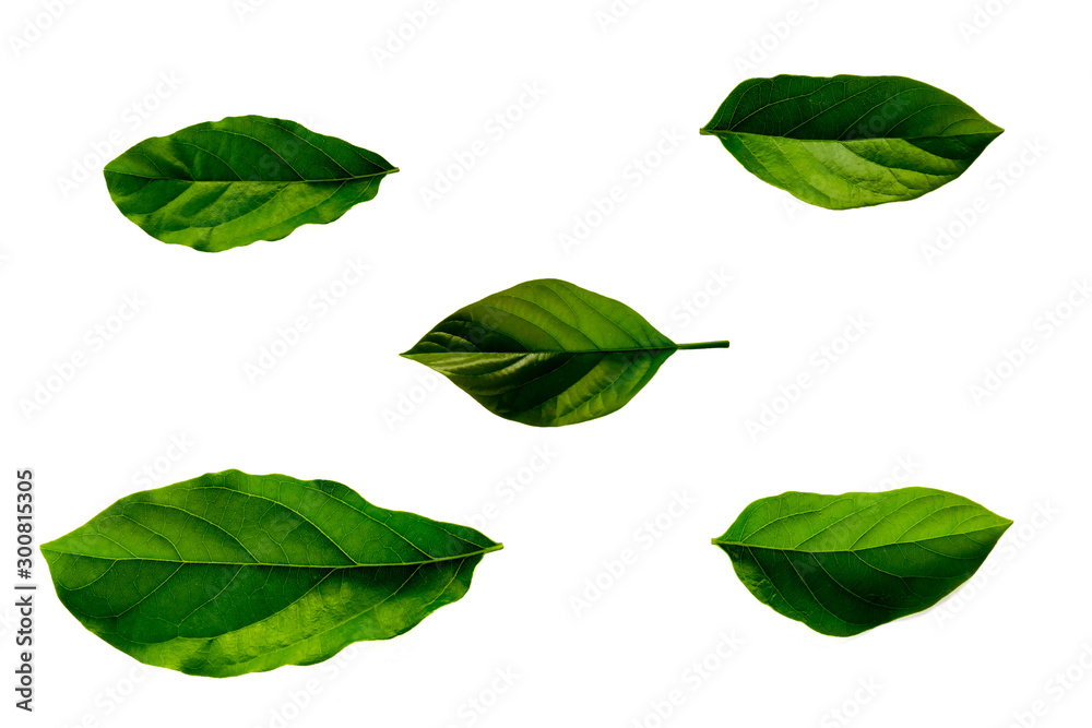 Fototapeta premium Leaves in the garden on white background. Debris after being eaten by worms. The furrows on the leaves occur naturally.