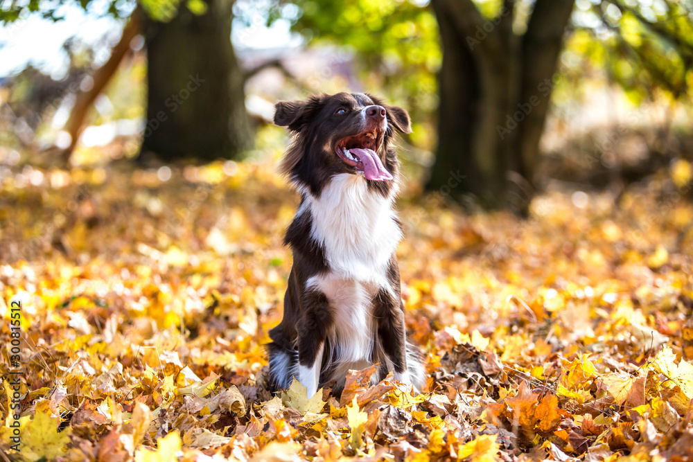 Fototapeta premium Rassehund Collie