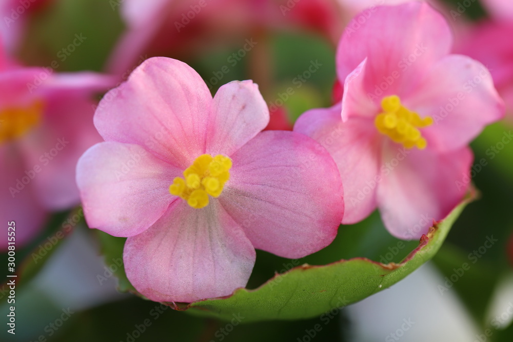 Obraz premium ピンク色のベゴニアの花