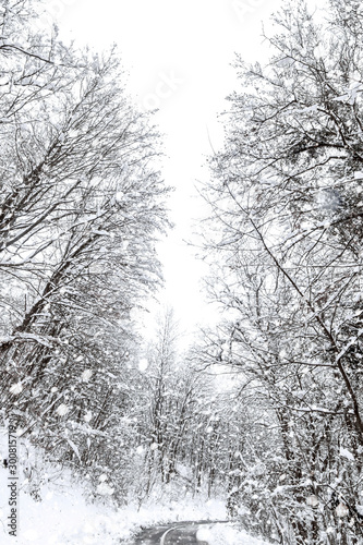 Schilderij op canvas Winter forest snow road. Forest road winter snow view.