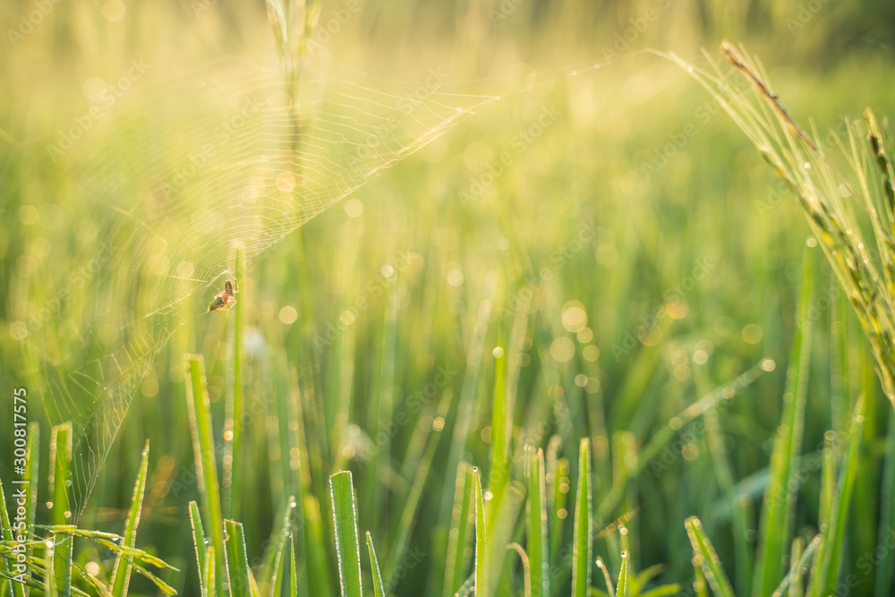 Spider on leaf of rice and green background.Rice paddy,Bokeh dew drops on the top of the rice fields in the morning sun,along with the rice fields that emphasize the soft background. - obrazy, fototapety, plakaty 