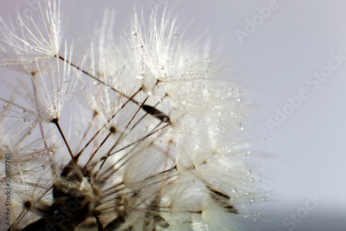 Fototapeta Naklejka Na Ścianę i Meble -  Water drops on dandelion - extreme macro. Dandelion seed with water drops.