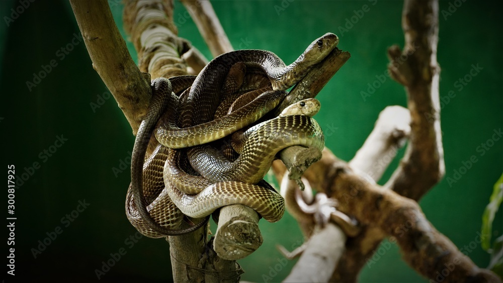 Naklejka premium Hissss!!!!!