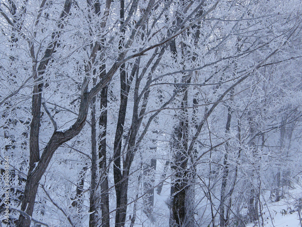 凍てつく真冬の森