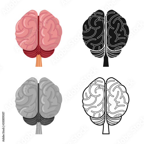 Vector illustration of cerebrum and hemisphere logo. Graphic of cerebrum and gyri stock vector illustration.