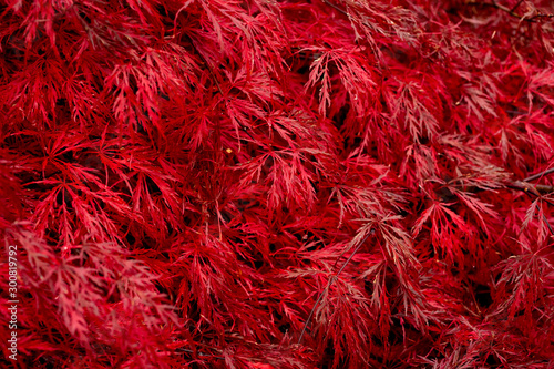 A closeup of a fire maple bush and its red leaves during the fall season.