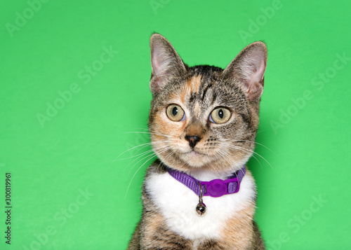 Portrait of an adorable tiny calico kitten wearing a bright purple collar with bell looking to viewers left. Green background with copy space.