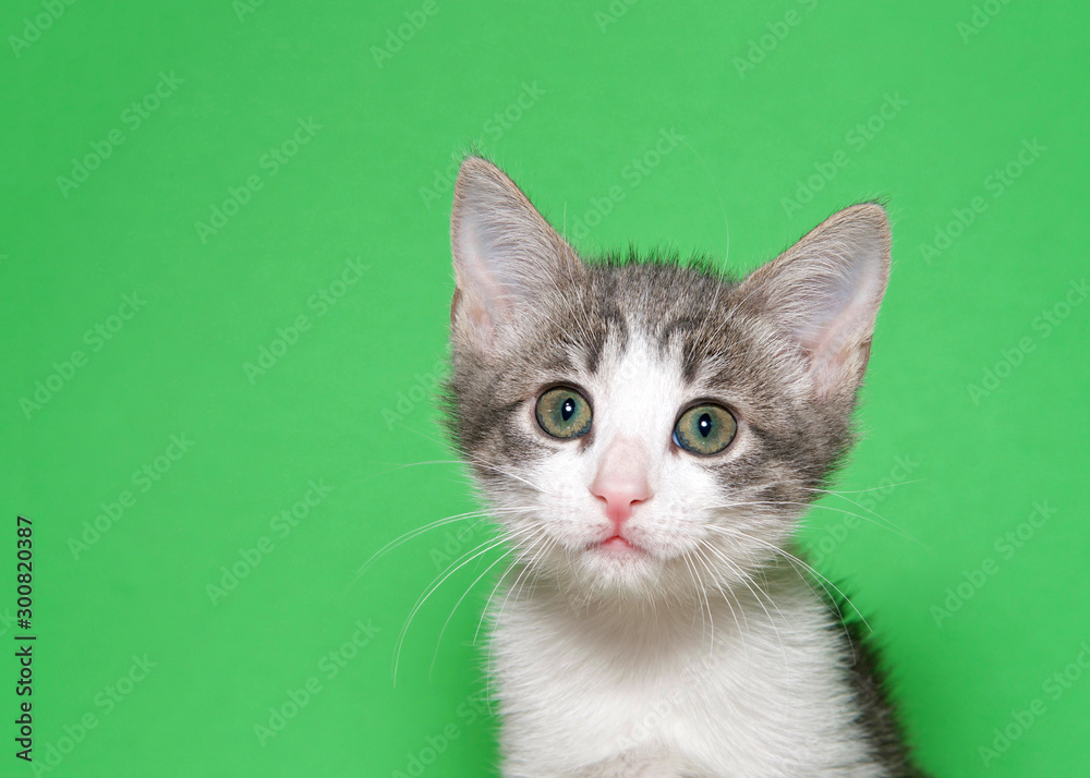 Portrait of and adorable white and gray tabby kitten looking at viewer with curious expression. Green background with copy space
