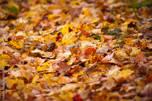 A ground level view of autumn leaves and foliage on the ground near a tree.