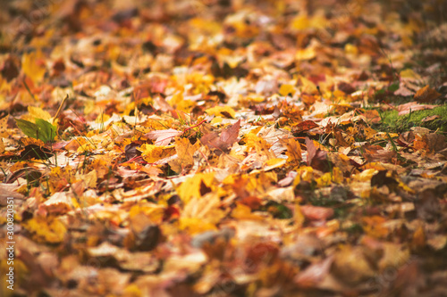 A ground level view of autumn leaves and foliage on the ground near a tree.