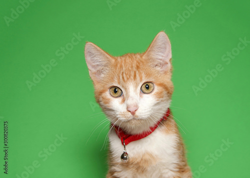 Portrait of an adorable tiny orange and white tabby kitten wearing a bright red collar with bell looking directly at viewer. Green background with copy space.