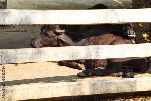 close up young murrah buffaloes in stable, buffaloes in a farm photo