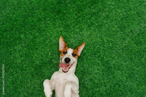 Smiling dog jack russel terrier, lying on green grass.