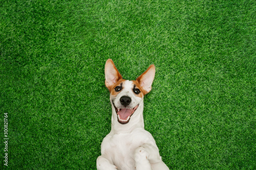 Cute  smiling dog jack russel terrier, lying on green grass.