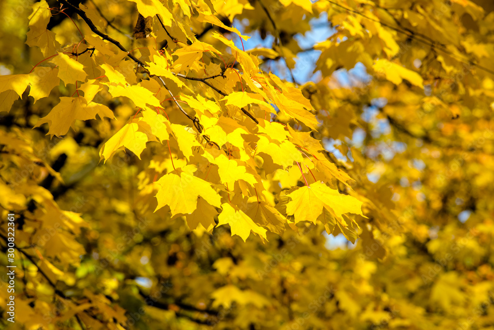 Autumn background-yellow maple leaves in the city Park Autumn background-yellow maple leaves in the city Park