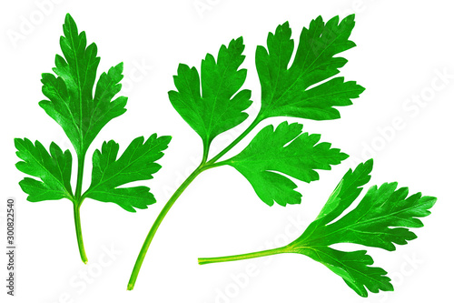 Parsley Collection. Fresh Parsley Herb Isolated on White     