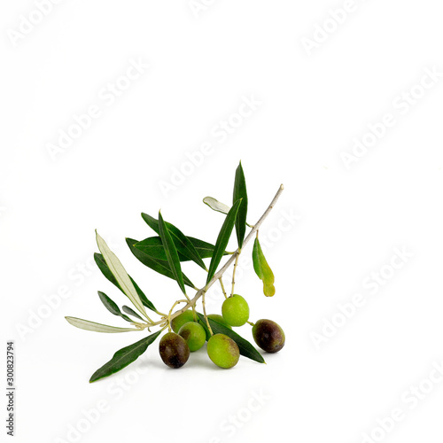 Foglie fresche delle olive verdi isolate su fondo bianco