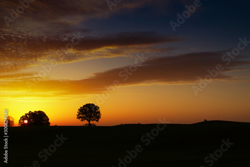 Mysterious landscape with the tree silhouettes