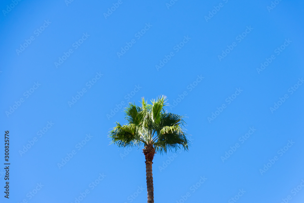 Talm tree on blue sky background. Talm tree on blue sky background.