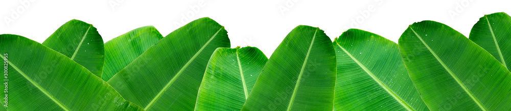 Green banana leaf background with copy specs for text. The leaves of the banana  tree pattern. Stock Photo | Adobe Stock