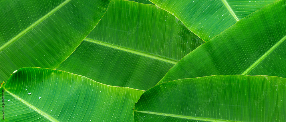 Green banana leaf background with copy specs for text. The leaves of