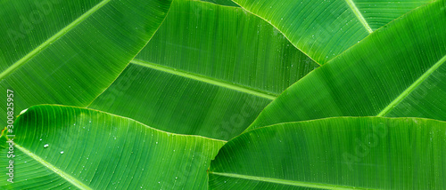 Fotografiet Green banana leaf background with copy specs for text