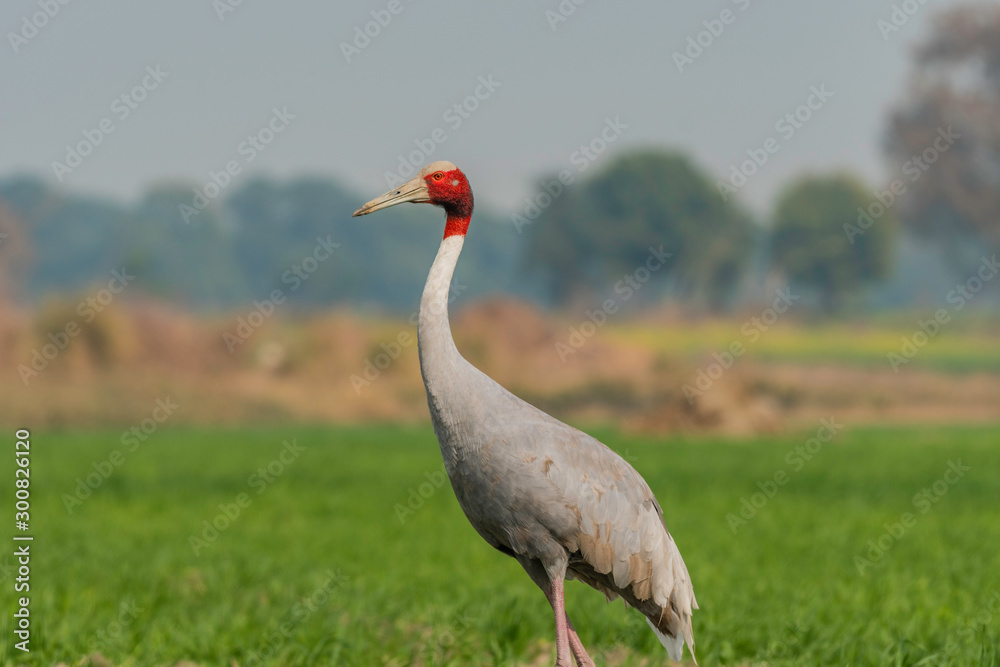 crane in the grass