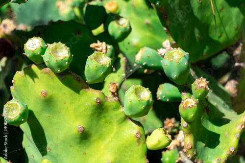 Prickly pear (opuntia) cactus plant