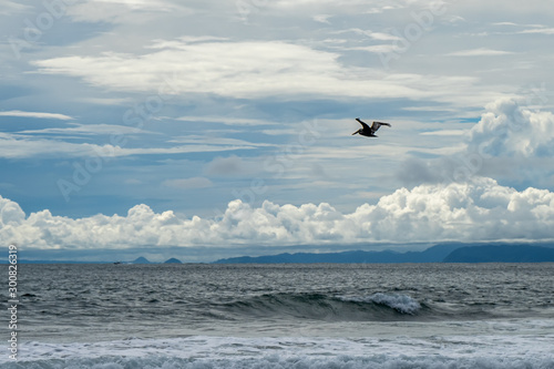 Beautiful Pelican flying and fishing in the beaches of Costa Rica