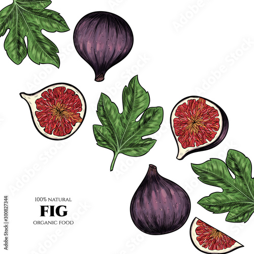 Vector frame with figs. Hand drawn. Vintage style