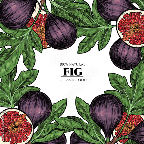 Vector frame with figs. Hand drawn. Vintage style