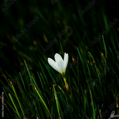 snowdrops in spring