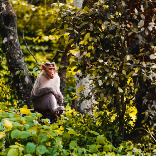 Bonnet macaque serious look