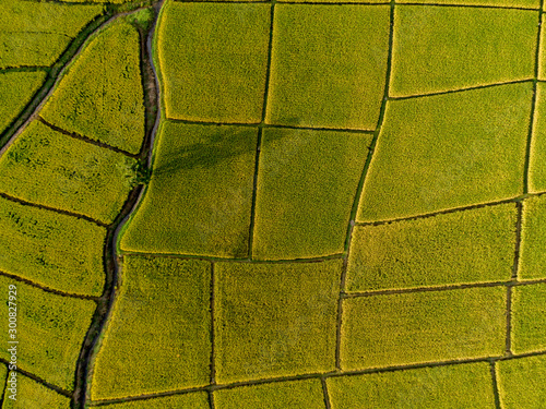 Above golden paddy field during harvest season. Beautiful field sown with agricultural crops and photographed from above. top view agricultural landscape areas the green and yellow rice fields.