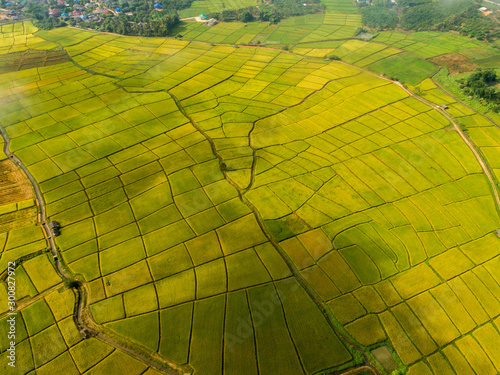 Above golden paddy field during harvest season. Beautiful field sown with agricultural crops and photographed from above. top view agricultural landscape areas the green and yellow rice fields.