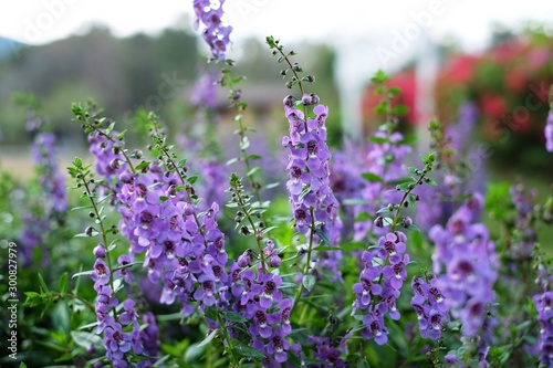 Angelonia goyazensis Benth  beautiful purple Angelonia flowers in park.    Forget me not    or    Waew Wichian    in Thai style.