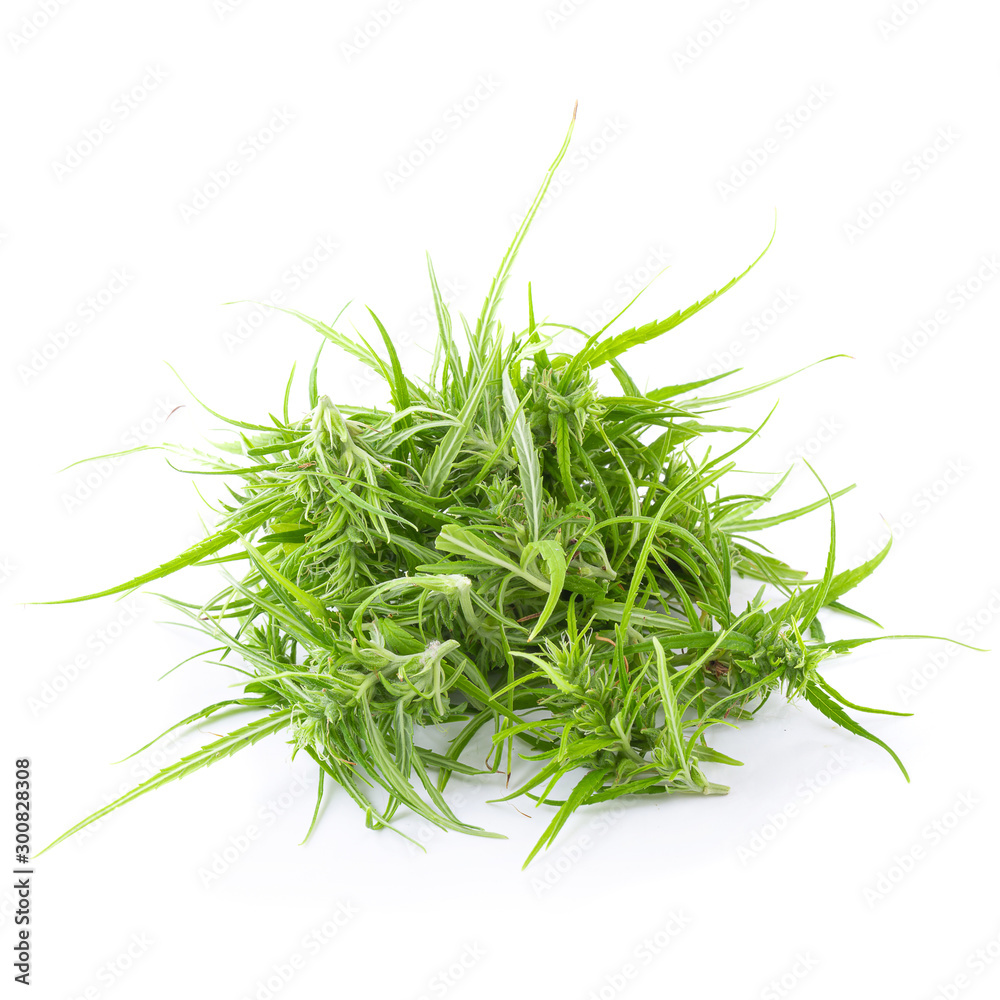 up-close with marijuana buds isolated on white background. concentrated cannabinoids from marijuana plants