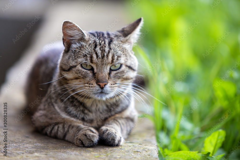 Big domestic cat enjoying warm summer weather.