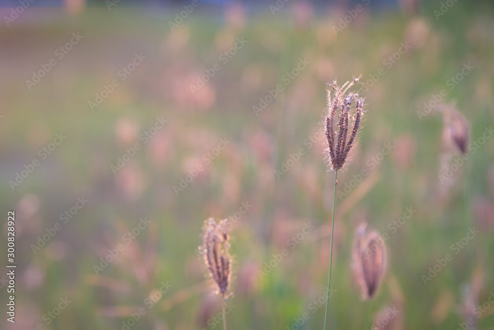 Close up flower grass