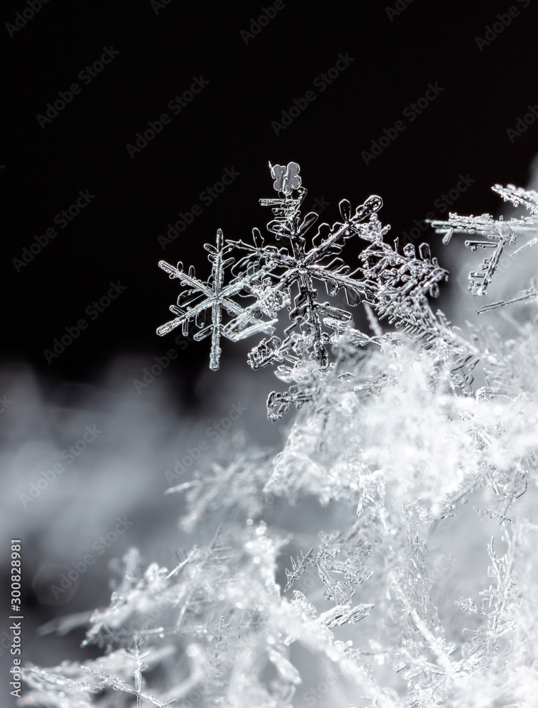 photo real snowflakes during a snowfall, under natural conditions at low temperature - obrazy, fototapety, plakaty 
