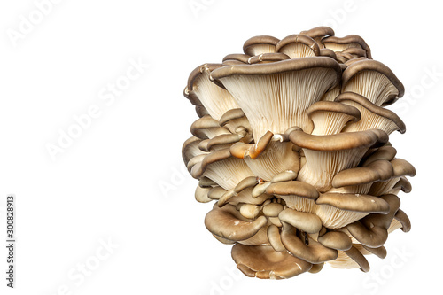 Obraz na plátně Bunch of Oyster mushrooms  isolated on white background.