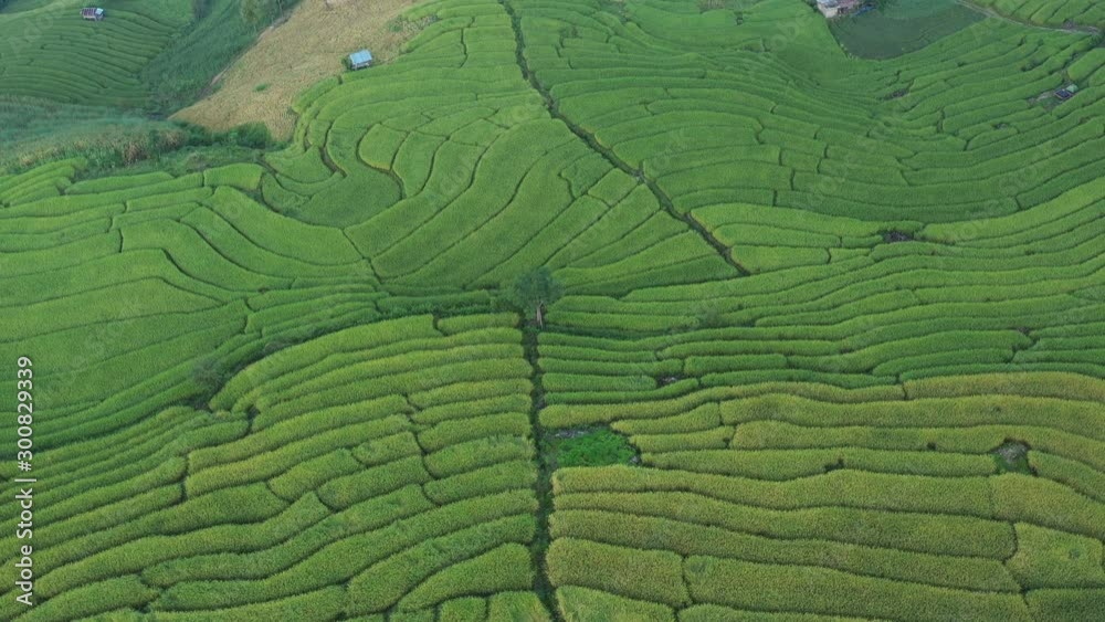 Aerial shot of the marvelous teraces rice field in mountains during sunset in Thailand. Beautiful Pa Bong Piang terraced rice fields, Mae Chaem, Chiang Mai Thailand in harvest season.