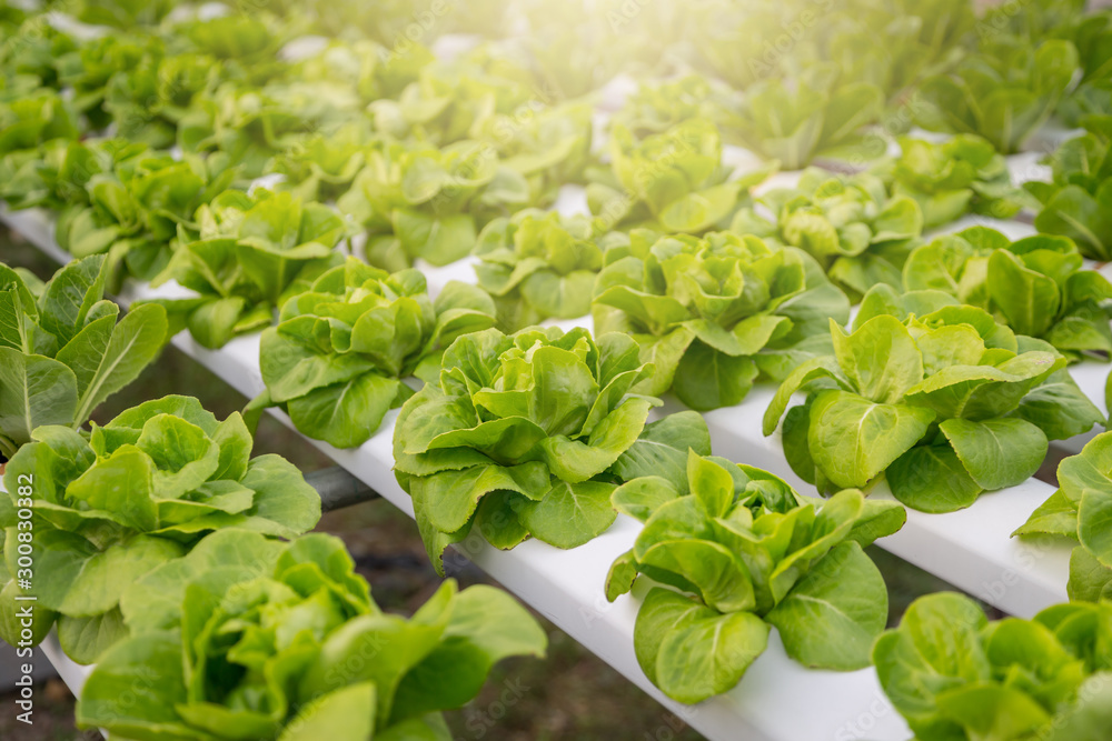 Organic hydroponic vegetable Organic hydroponic vegetable