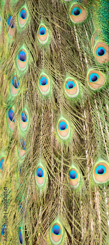 Obraz premium Detailed close up of beautiful peacock feathers