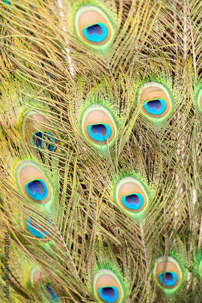 Fototapeta premium Detailed close up of beautiful peacock feathers